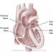 heart, heart defect, heart disease, congenital heart disease, congenital heart defect, OHS, #ohs, CHD, #CHD, heart health, education, CHD advocacy, CHD education, CHD awareness, heart disease